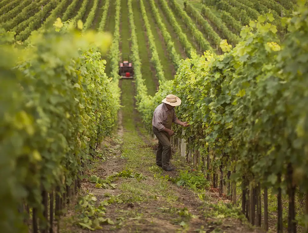 Beneficios Modelo Flexible Contratación Personal Agrícola | Eurofirms