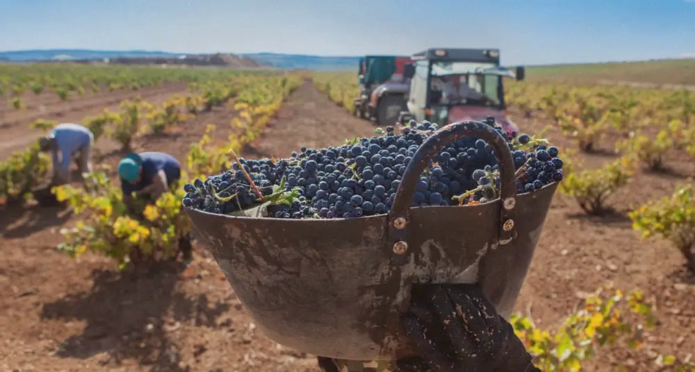 Cuadrillas Especializadas Sector Agrícola | Eurofirms